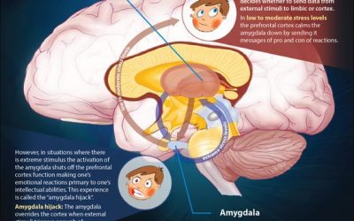 How Stress Affects the Brain and Hampers Learning